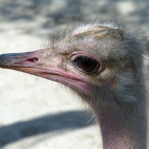 South African ostrich (Struthio camelus australis) portrait