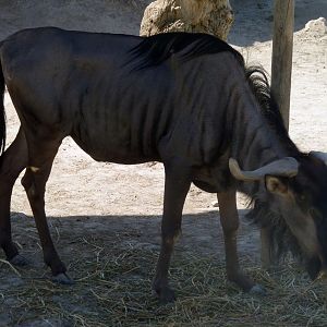 Blue wildebeest (Connochaetes taurinus)