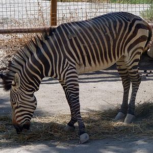 Cape mountain zebra (Equus zebra hartmannae)
