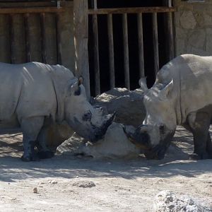 White rhinoceroses (Ceratotherium simum)