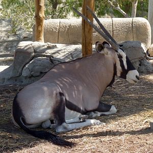 Gemsbok (Oryx gazella)
