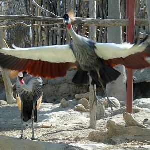 Grey crowned crane (Balearica regulorum)