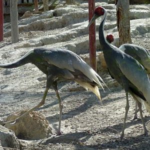 White-naped cranes (Grus vipio)