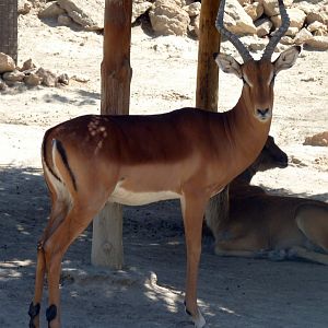 Impala (Aepyceros melampus)