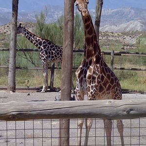 Giraffes (Giraffa camelopardalis)