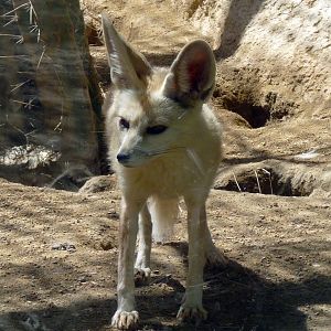 Sand fox (Vulpes rueppellii)