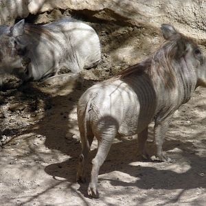 Common warthogs (Phacochoerus africanus)