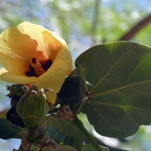 Coast cottonwood (Hibiscus tiliaceus)