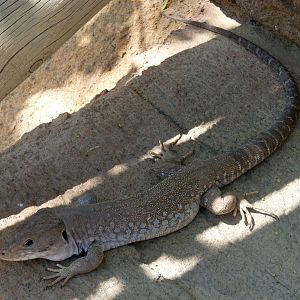 Wild jewelled lizard (Lacerta lepida) living in the zoo