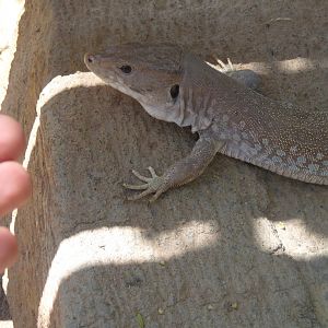 Tame wild jewelled lizard!