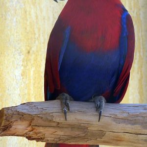 Eclectus parrot (Eclectus roratus)