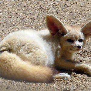 Fennec fox (Vulpes zerda)