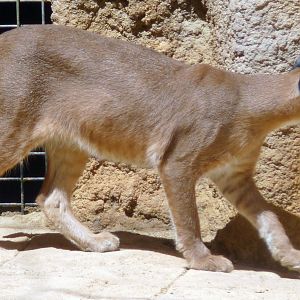 Caracal (Caracal caracal)