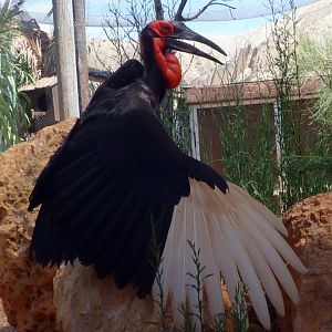 Southern ground hornbill (Bucorvus leadbeateri)