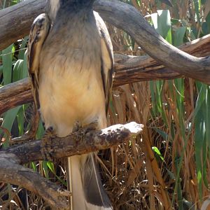 African grey hornbill (Tockus nasutus)