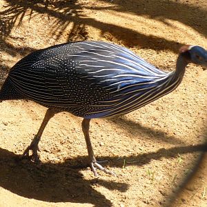 Vulturine guineafowl (Acryllium vulturinum)