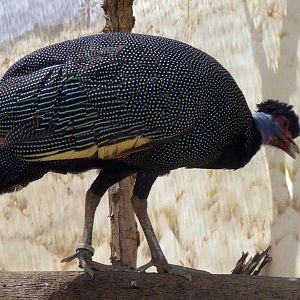 Kenya crested guineafowl (Guttera pucherani)