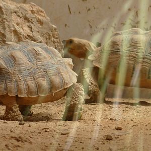 Which species of tortoise are these?
