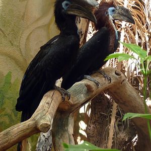 Black-casqued hornbill (Ceratogymna atrata) pair