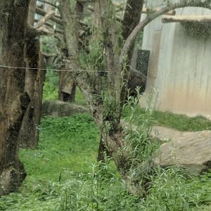 Chimpanzee Enclosure