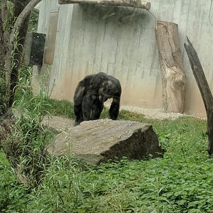 Chimpanzee