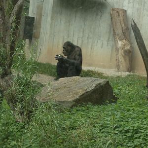 Chimpanzee  Lunch Time
