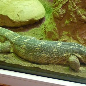 White-throated monitor (Varanus albigularis)