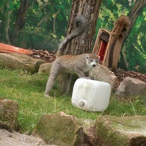 Crowned  Lemur Enrichment
