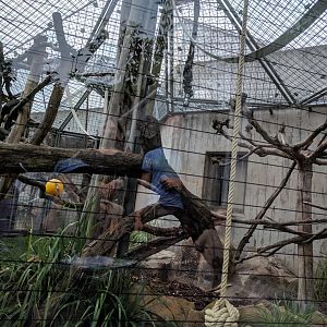 Roloway Monkey Enclosure