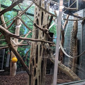 White Naped Mangabey Enclosure