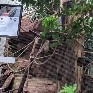 Emperor Tamarin Enclosure