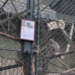 Indian Grey Langur Enclosure