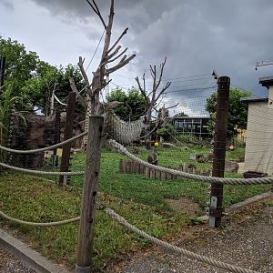 Rhesus Monkey Enclosure