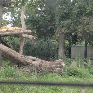 Binta the African Lioness