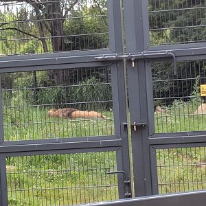 Chalid the African Lion