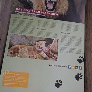 African Lion Sign