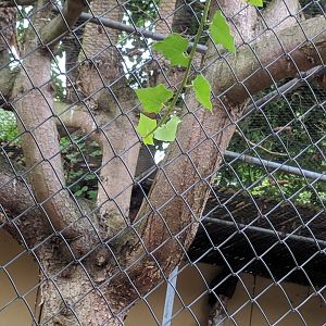 Find the Eurasian Eagle Owl?