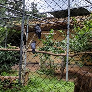 Common Raven Aviary