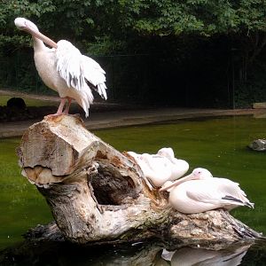 Great White Pelicans