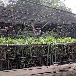 Belted ruffed Lemur Enclosure