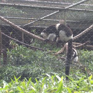 Belted ruffed Lemur