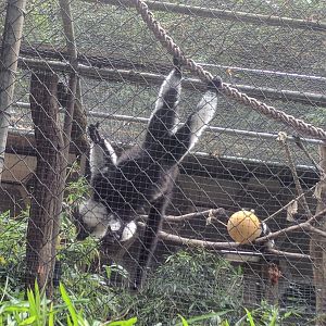 Belted ruffed Lemur hanging upside down