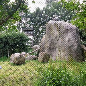 Vulture rock in the vulture aviary