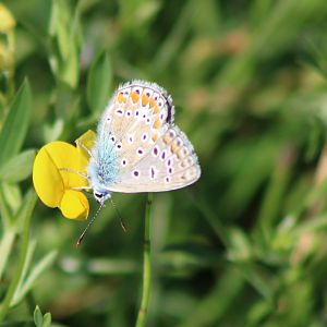Common blue - Polyommatus icarus - male with closed wings