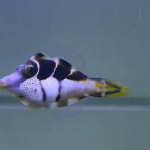 Blacksaddle filefish - Paraluteres prionurus