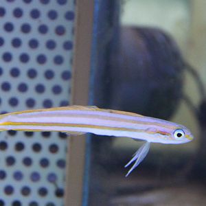 Ptereleotris grammica