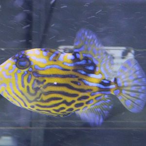 Blueline triggerfish - Pseudobalistes fuscus