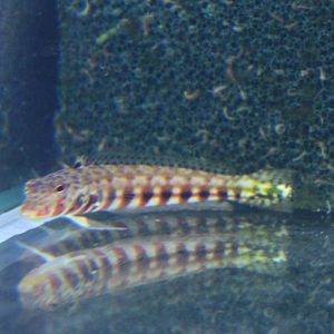 Latticed sandperch - Parapercis clathrata