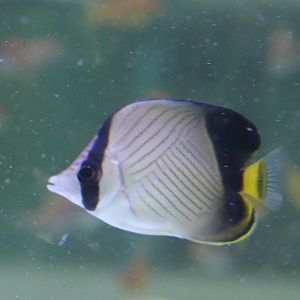 Indian vagabond butterflyfish - Chaetodon decussatus