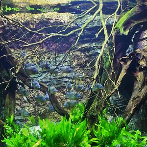 Red-bellied Piranha exhibit